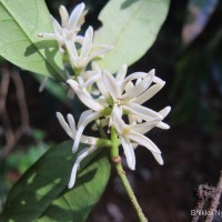 Chionanthus albidiflorus Thwaites